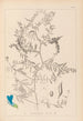 Herbier de la flore française Pl0473 - Louis Antoine Cusin — vista de la obra