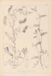Herbier de la flore française Pl0475 - Louis Antoine Cusin — vista de la obra