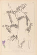 Herbier de la flore française Pl0476 - Louis Antoine Cusin — artwork view
