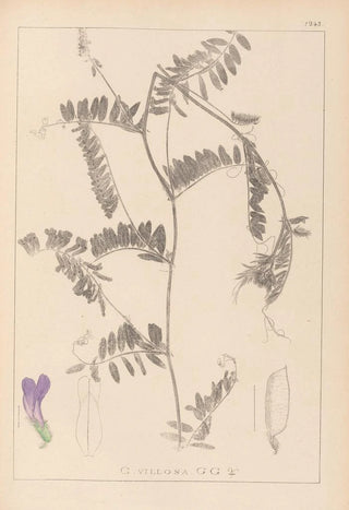 Louis Antoine Cusin - Herbier de la flore franaise Pl0476.webp