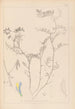Herbier de la flore française Pl0477 - Louis Antoine Cusin — artwork view