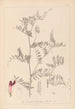 Herbier de la flore française Pl0478 - Louis Antoine Cusin — vista de la obra