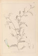 Herbier de la flore française Pl0479 - Louis Antoine Cusin — vista de la obra