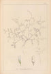 Herbier de la flore française Pl0483 - Louis Antoine Cusin — vista de la obra
