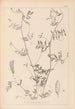 Herbier de la flore française Pl0485 - Louis Antoine Cusin — artwork view