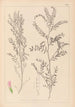 Herbier de la flore française Pl0487 - Louis Antoine Cusin — vista de la obra