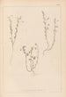 Herbier de la flore française Pl0489 - Louis Antoine Cusin — artwork view