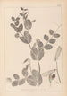 Herbier de la flore française Pl0491 - Louis Antoine Cusin — vista de la obra