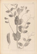 Herbier de la flore française Pl0492 - Louis Antoine Cusin — vista de la obra