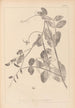 Herbier de la flore française Pl0494 - Louis Antoine Cusin — vista de la obra