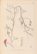 Herbier de la flore française Pl0495 - Louis Antoine Cusin — vista de la obra