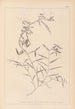 Herbier de la flore française Pl0496 - Louis Antoine Cusin — vista de la obra