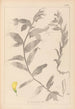 Herbier de la flore française Pl0498 - Louis Antoine Cusin — vista de la obra