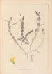 Herbier de la flore française Pl0499 - Louis Antoine Cusin — vista de la obra