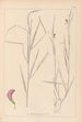 Herbier de la flore française Pl0500 - Louis Antoine Cusin — vista de la obra