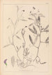 Herbier de la flore française Pl0501 - Louis Antoine Cusin — vista de la obra