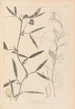 Herbier de la flore française Pl0503 - Louis Antoine Cusin — artwork view