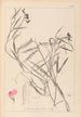 Herbier de la flore française Pl0505 - Louis Antoine Cusin — artwork view