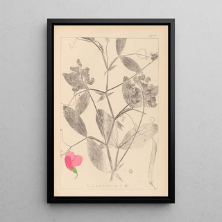 Louis Antoine Cusin - Herbier de la flore franaise Pl0507.webp