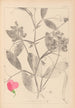 Herbier de la flore française Pl0507 - Louis Antoine Cusin — artwork view