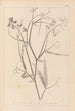 Herbier de la flore française Pl0508 - Louis Antoine Cusin — vista de la obra