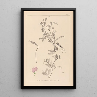 Herbier de la flore française Pl0509 - Louis Antoine Cusin — framed artwork on a wall