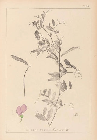 Herbier de la flore française Pl0509 - Louis Antoine Cusin — artwork view