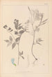 Herbier de la flore française Pl0511 - Louis Antoine Cusin — vista de la obra