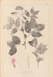 Herbier de la flore française Pl0512 - Louis Antoine Cusin — artwork view