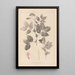 Herbier de la flore française Pl0512 - Louis Antoine Cusin — framed artwork on a wall