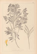 Herbier de la flore française Pl0513 - Louis Antoine Cusin — artwork view