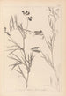 Herbier de la flore française Pl0516 - Louis Antoine Cusin — vista de la obra