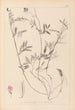 Herbier de la flore française Pl0517 - Louis Antoine Cusin — artwork view