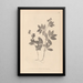 Herbier de la flore française Pl0518 - Louis Antoine Cusin — cuadro enmarcado en la pared
