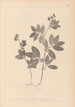 Herbier de la flore française Pl0518 - Louis Antoine Cusin — vista de la obra