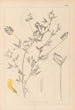 Herbier de la flore française Pl0520 - Louis Antoine Cusin — vista de la obra