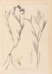 Herbier de la flore française Pl0521 - Louis Antoine Cusin — vista de la obra