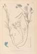Herbier de la flore française Pl0522 - Louis Antoine Cusin — vista de la obra