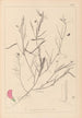 Herbier de la flore française Pl0523 - Louis Antoine Cusin — vista de la obra