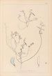Herbier de la flore française Pl0527 - Louis Antoine Cusin — artwork view