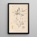 Herbier de la flore française Pl0528 - Louis Antoine Cusin — cuadro enmarcado en la pared