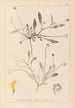 Herbier de la flore française Pl0528 - Louis Antoine Cusin — vista de la obra