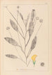 Herbier de la flore française Pl0529 - Louis Antoine Cusin — vista de la obra