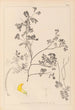 Herbier de la flore française Pl0530 - Louis Antoine Cusin — vista de la obra