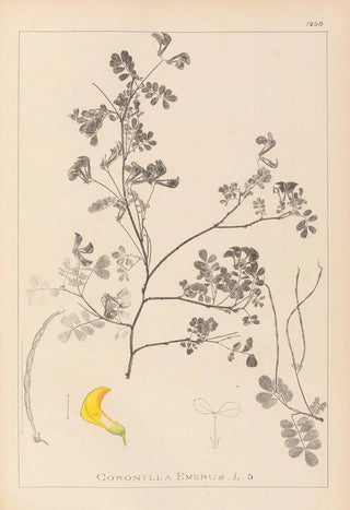 Louis Antoine Cusin - Herbier de la flore franaise Pl0530.webp