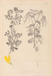 Herbier de la flore française Pl0531 - Louis Antoine Cusin — vista de la obra