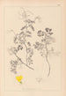 Herbier de la flore française Pl0532 - Louis Antoine Cusin — vista de la obra