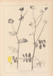 Herbier de la flore française Pl0533 - Louis Antoine Cusin — vista de la obra