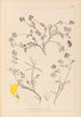 Herbier de la flore française Pl0534 - Louis Antoine Cusin — artwork view
