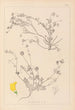 Herbier de la flore française Pl0535 - Louis Antoine Cusin — vista de la obra